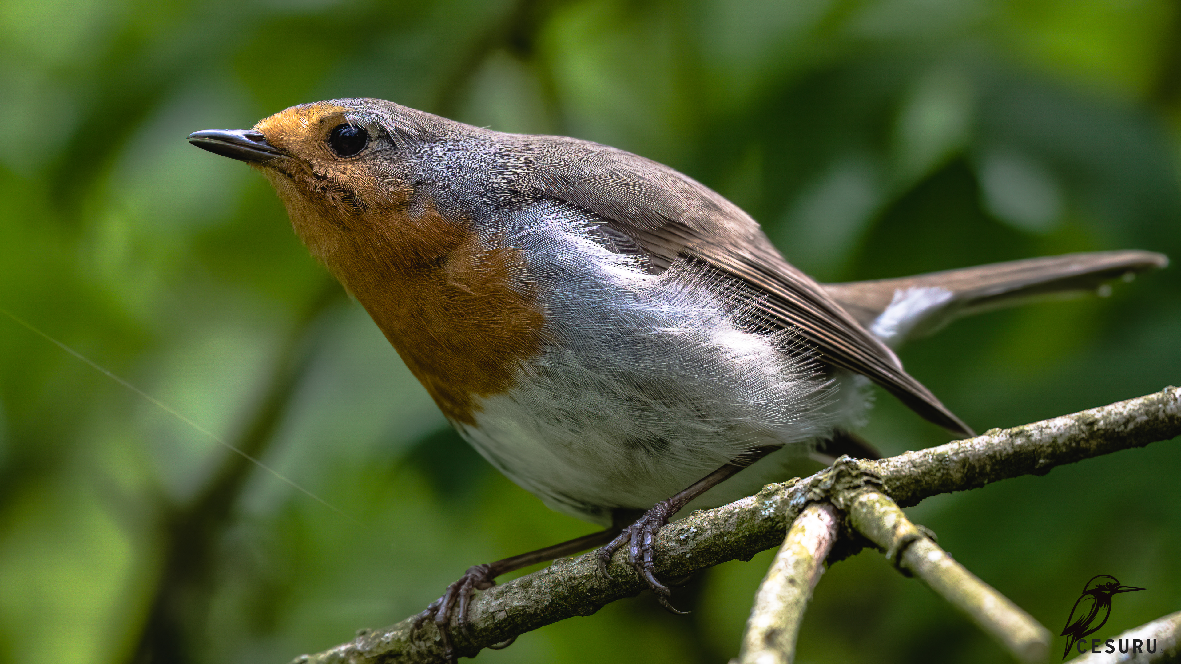 European Robin